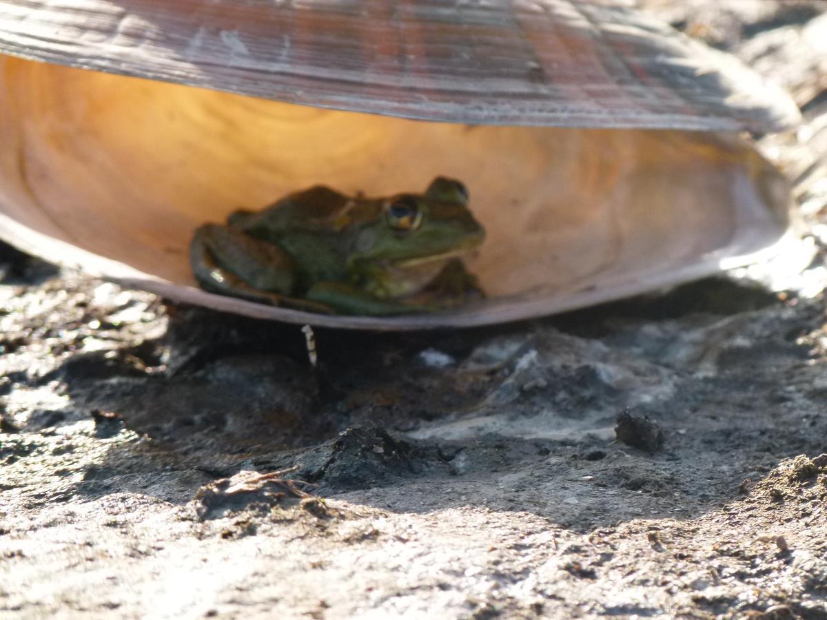 Camping Casuta Mihaela Crișan Kültér fotó