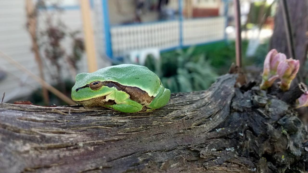 Camping Casuta Mihaela Crișan Kültér fotó